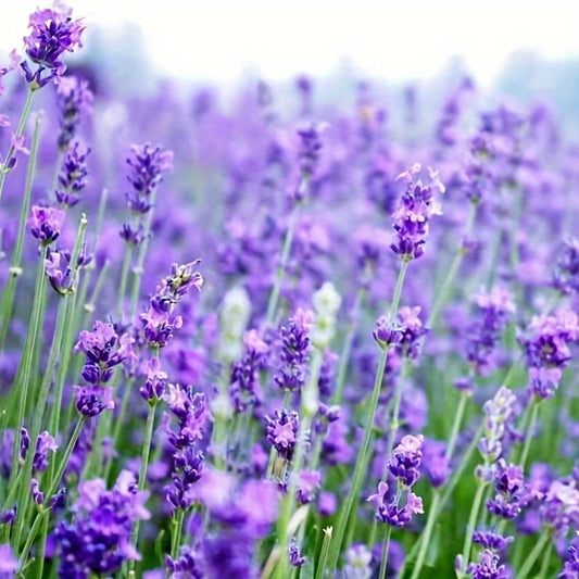 Lavender Flowering Seed for Planting Potted Plant Everblooming Flowering Species Plant Flower Balcony Garden