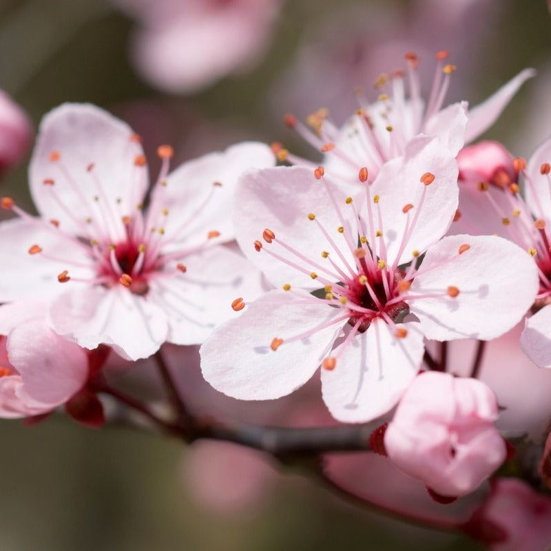 Cherry Blossom Tree Seeds for Planting Bonsai Rare Japanese Cherry Blossom Tree Seeds