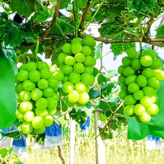 Rare Grape Seeds Vine Fruit Seeds Mix Plant Home Garden Non-GMO Heirloom Seeds