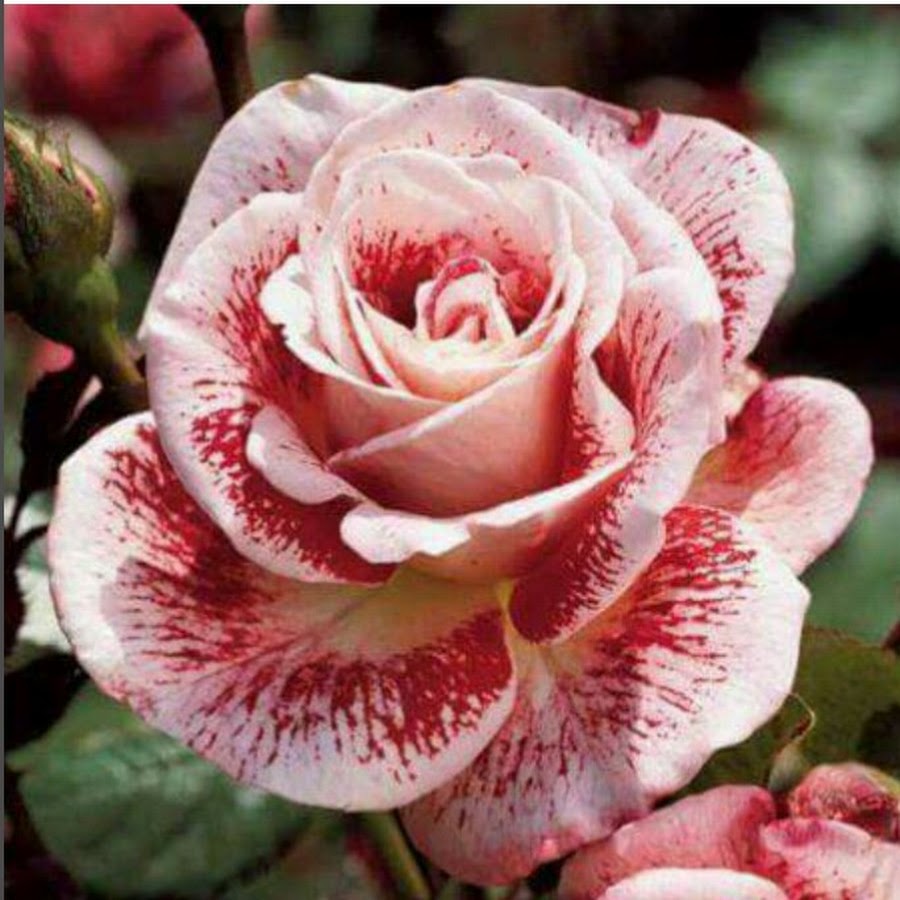 Rose Seeds for Planting Outdoor-Perennial Flowers Rose Seed Create Mixed Colorful Rose Garden Home