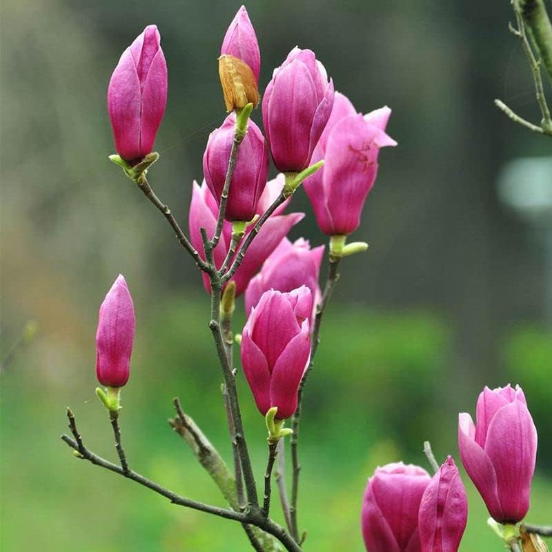 Magnolia Flower Tree Seeds Pink & Purple Fragrant Mix Magnol Liliiflora Seeds