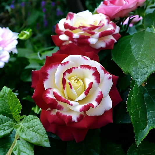 Rare Twin Red White Rose Seeds for Planting- Heirloom Non-GMO Flower Seeds for Captivating Garden Blooms - Perfect for Spring and Fall Planting, Great Gardening Gift