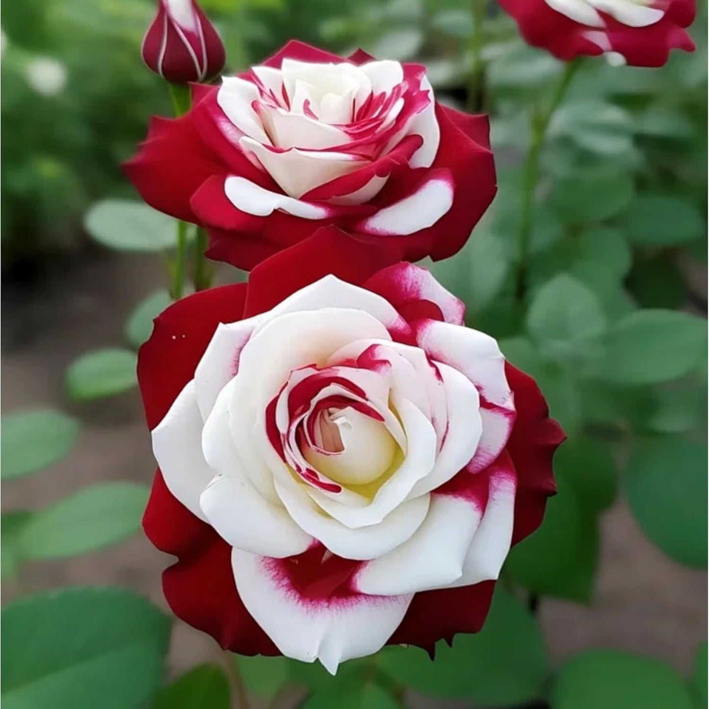 Rare Twin Red White Rose Seeds for Planting- Heirloom Non-GMO Flower Seeds for Captivating Garden Blooms - Perfect for Spring and Fall Planting, Great Gardening Gift