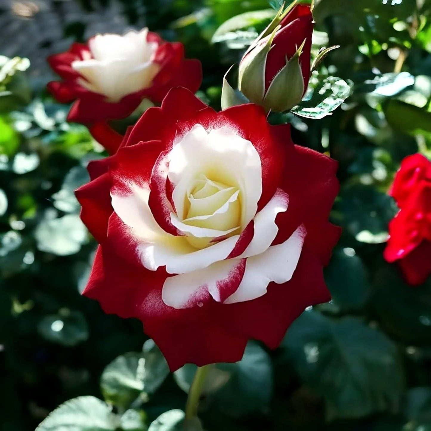 Rare Twin Red White Rose Seeds for Planting- Heirloom Non-GMO Flower Seeds for Captivating Garden Blooms - Perfect for Spring and Fall Planting, Great Gardening Gift