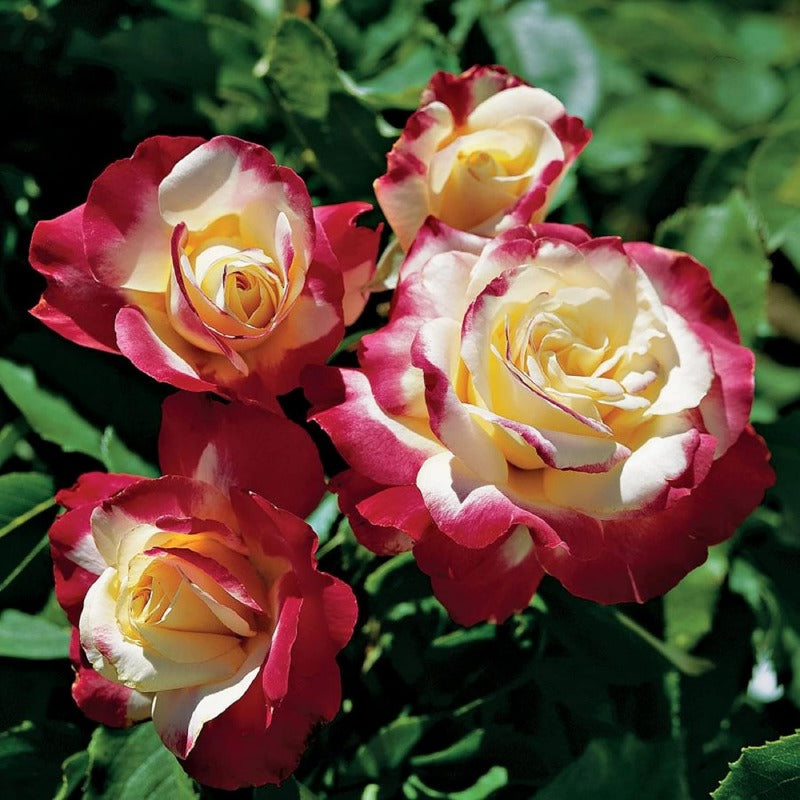 GARDEN Hybrid Tea Rose SeedRosa Double DelightShrub Roses Seeds Ornamental Flowering Shrub Plant Red White Lovely Flowers Great Bicolour Flower