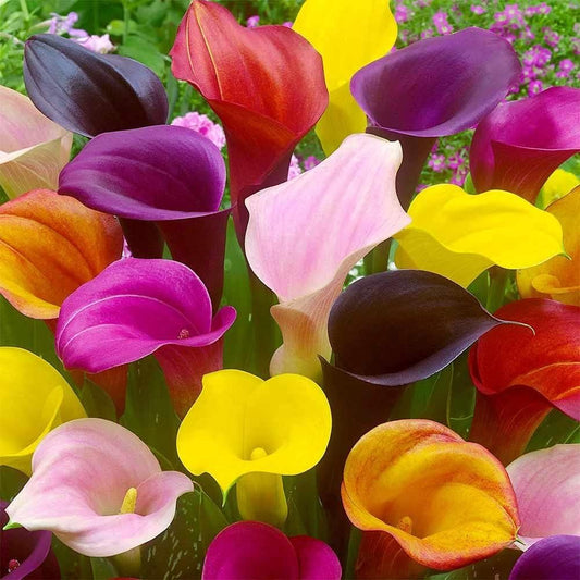 Calla Lily Bulbs for Planting (5 Bulbs) - Mixed Color - Big Healthy Bulbs for Growing - Grow Indoor or Outdoor