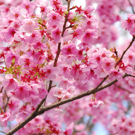 Cherry Blossom Tree Seeds for Planting Bonsai Rare Japanese Cherry Blossom Tree Seeds