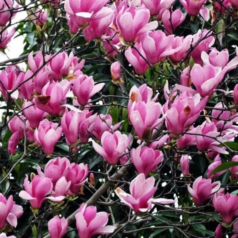 Magnolia Flower Tree Seeds Pink & Purple Fragrant Mix Magnol Liliiflora Seeds