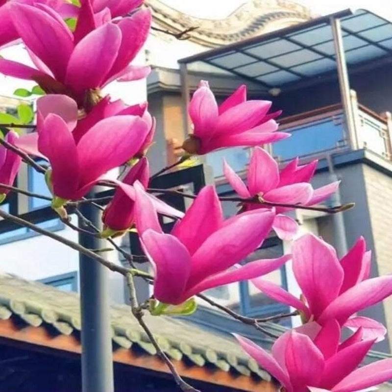 Magnolia Flower Tree Seeds Pink & Purple Fragrant Mix Magnol Liliiflora Seeds