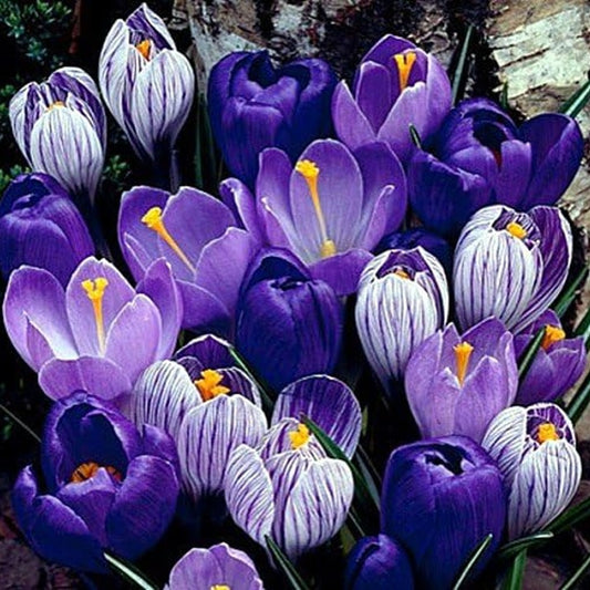 Blue Moon Mix Crocus 20 Bulbs - Blues and Purples - 8/9cm - Stunning Spring Blooms, Perennial