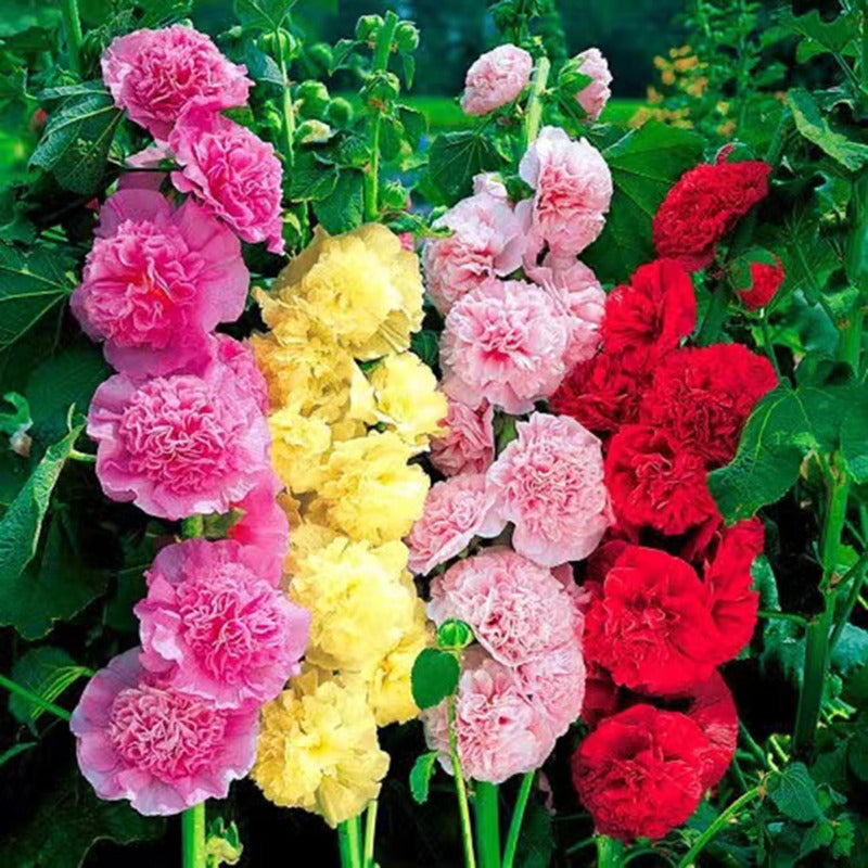 Hollyhock Seeds for Planting Alcea rosea Perennial Flower Seeds Non GMO Heirloom Dark Red Red Pink Yellow and Orange Hollyhock Flower