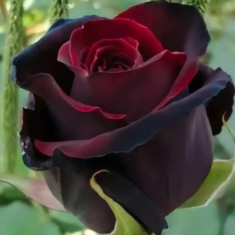 red and black rose perennial ornamental flowering rose shrub seed planting