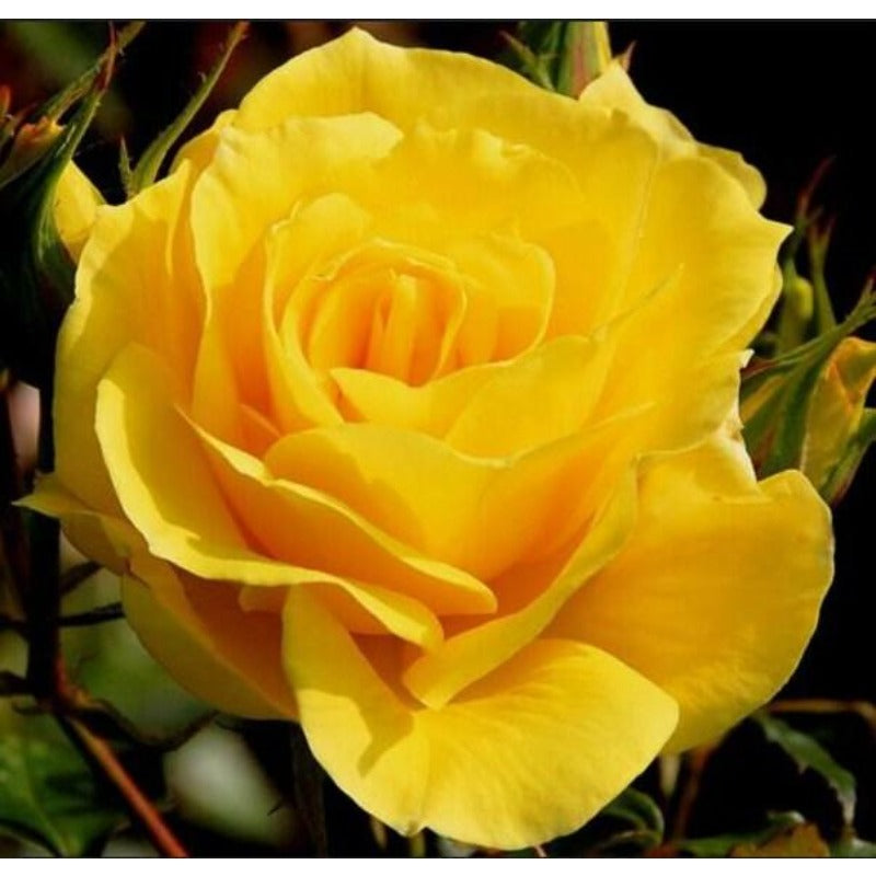 Yellow Rose Seeds 100 pcs