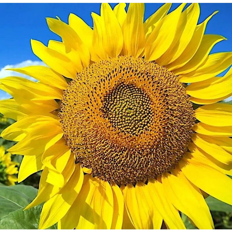 100pcs easy-to-cultivate sunflowers