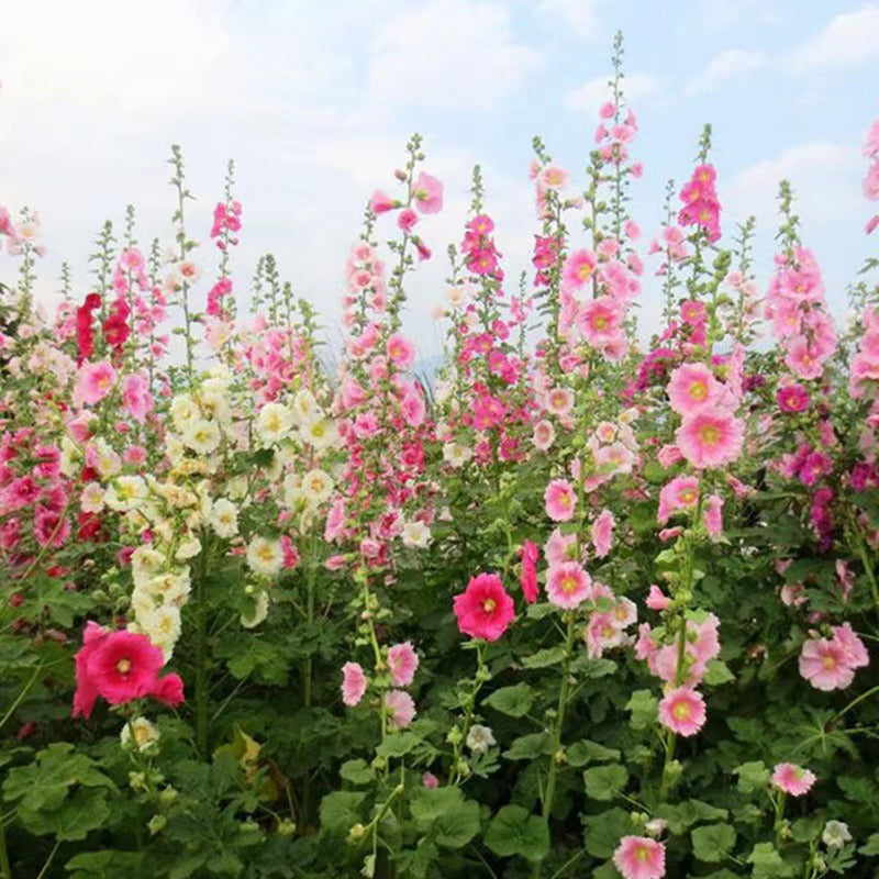 Hollyhock Seeds for Planting Alcea rosea Perennial Flower Seeds Non GMO Heirloom Dark Red Red Pink Yellow and Orange Hollyhock Flower