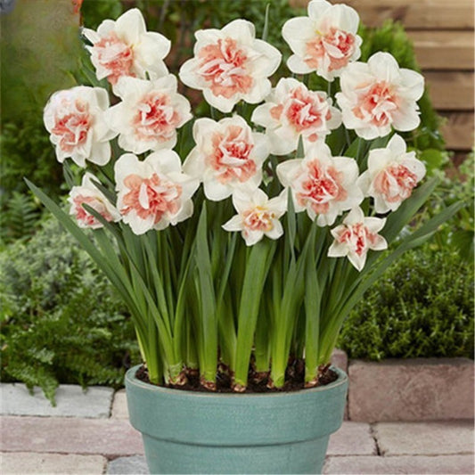 Yujin Fragrant Flower Seed Balls Soil Culture Water Culture Plant Culture Foreign Plants Flower Seeds Cold Resistant Autumn/Winter Flowers