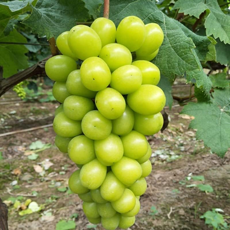 Rare Grape Seeds Vine Fruit Seeds Mix Plant Home Garden Non-GMO Heirloom Seeds