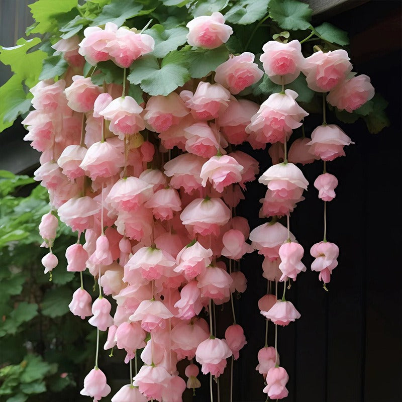 hanging silk apple flower seeds seeds climbing plants easy to live plants yearround planting planting germination indoor and outdoor plants flowers