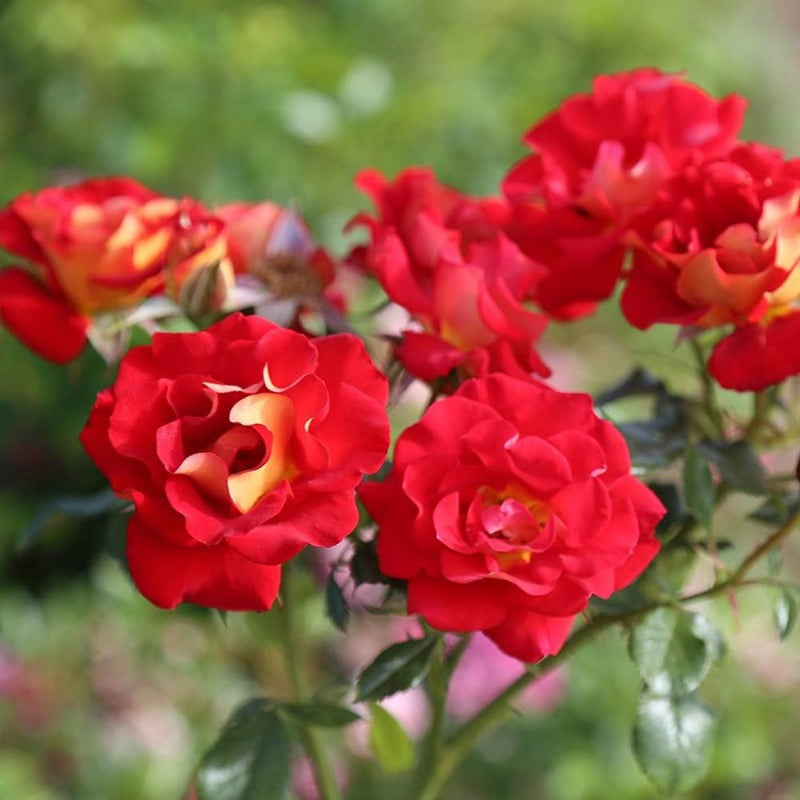 rare rose plant seeds plantedtomato paste and mustard red and yellow rose bushes planted outdoors