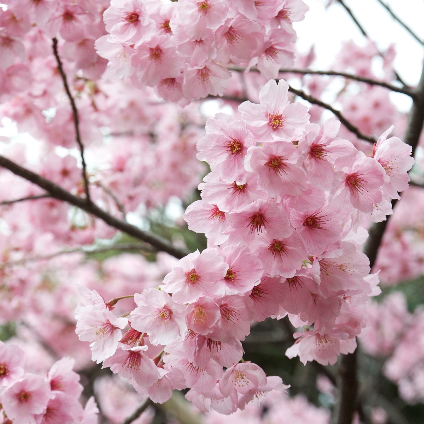 Cherry Blossom Tree Seeds for Planting Bonsai Rare Japanese Cherry Blossom Tree Seeds