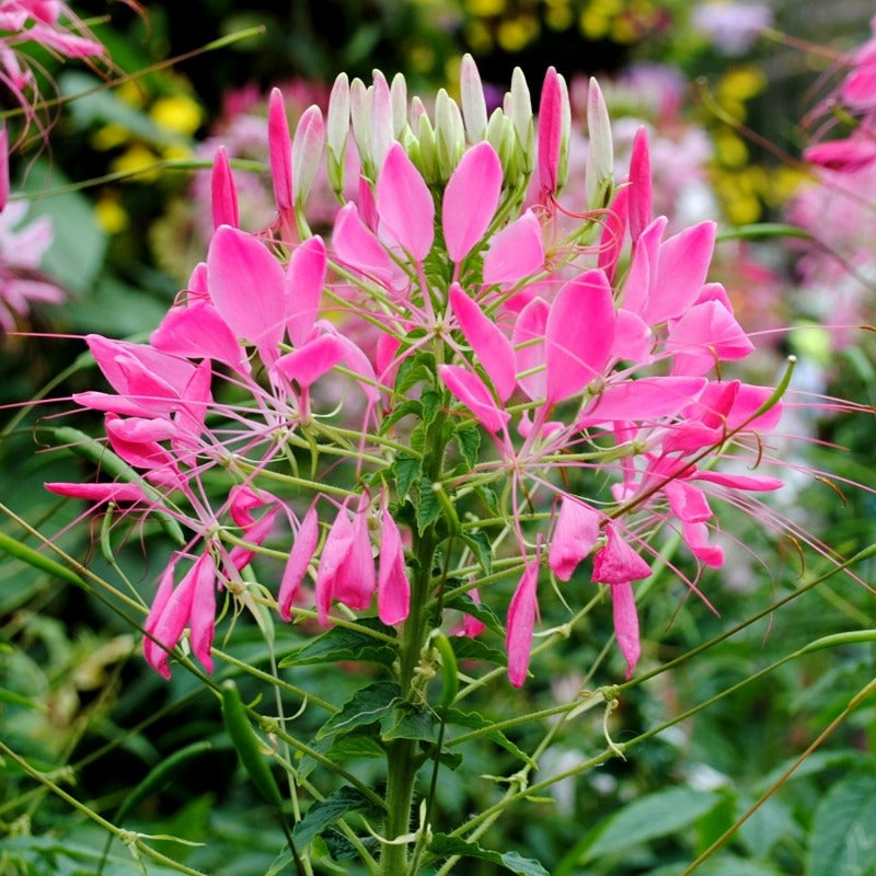 Drunken butterfly flower seeds