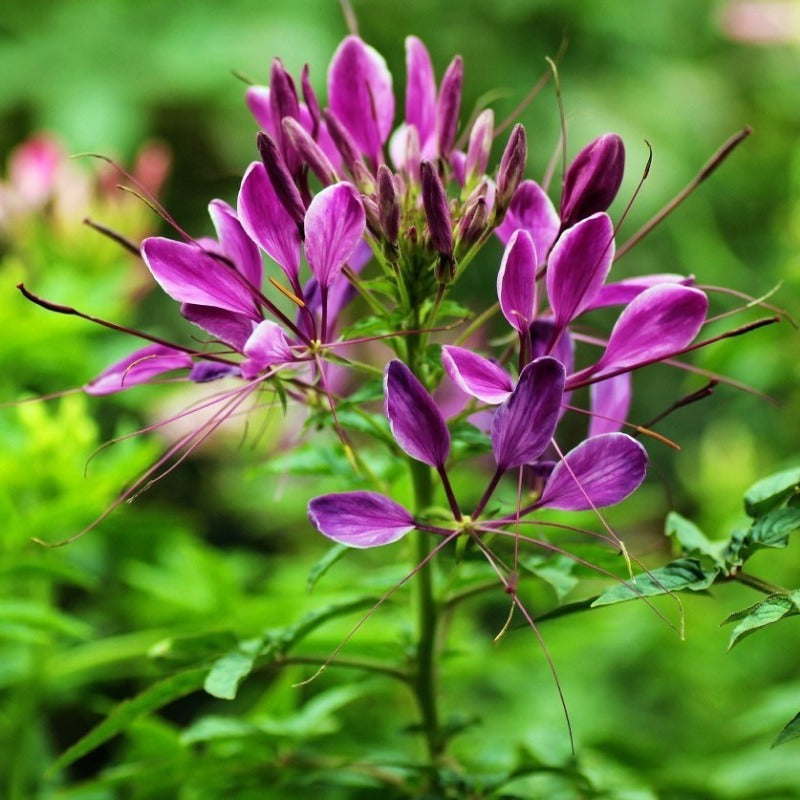 Drunken butterfly flower seeds