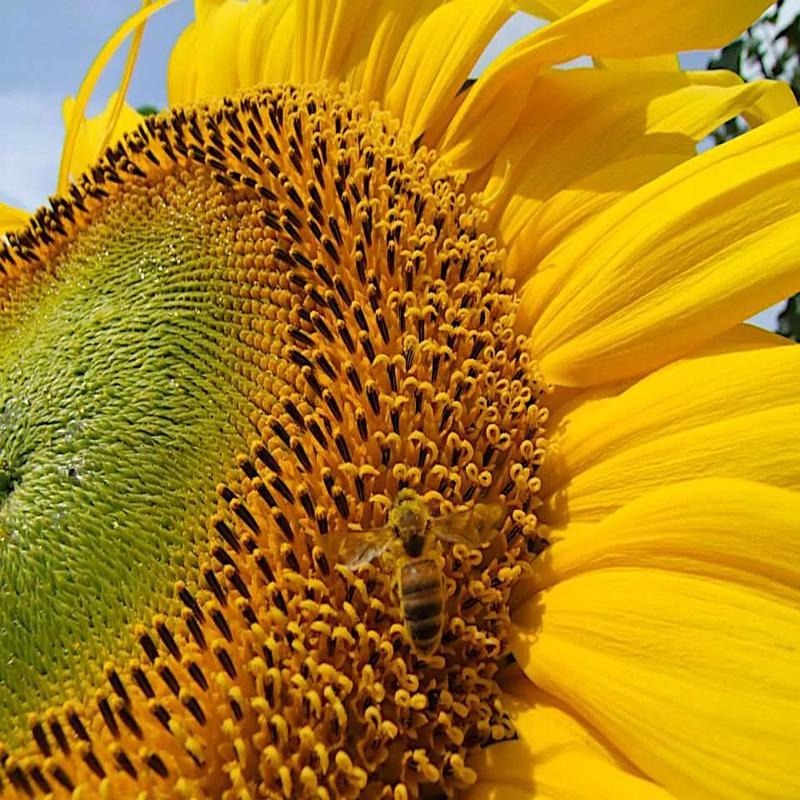 100pcs easy-to-cultivate sunflowers