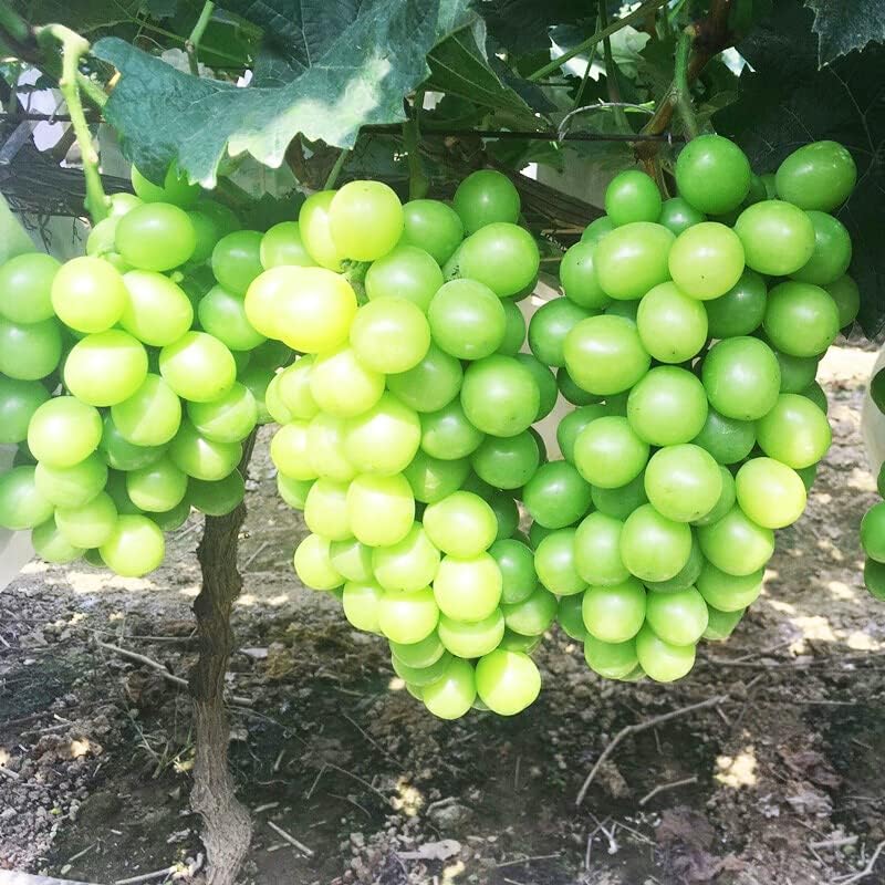 Rare Grape Seeds Vine Fruit Seeds Mix Plant Home Garden Non-GMO Heirloom Seeds