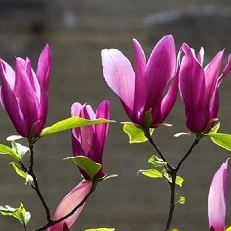 Magnolia Flower Tree Seeds Pink & Purple Fragrant Mix Magnol Liliiflora Seeds