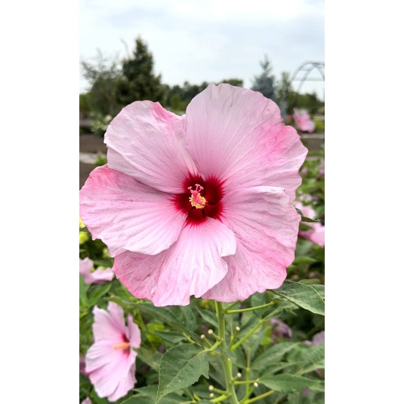 100 Pcs Mixed Hibiscus Seeds Giant Flowers Perennial Flower