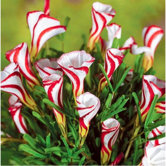 High germination rate 200pcs Oxalis Tenuifolia Versicolor Rare Flowers Seeds For Garden Home garden Plant Decor Potted plant seed