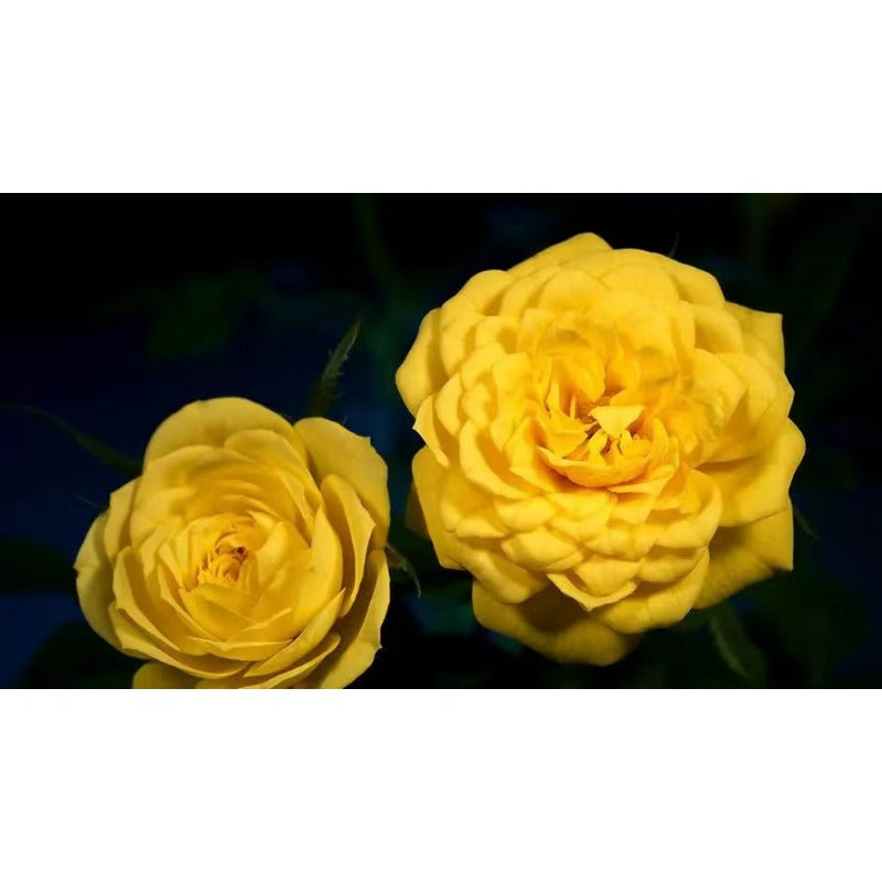 Yellow Rose Seeds 100 pcs