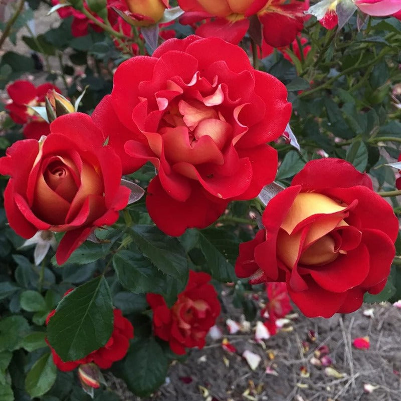 rare rose plant seeds plantedtomato paste and mustard red and yellow rose bushes planted outdoors