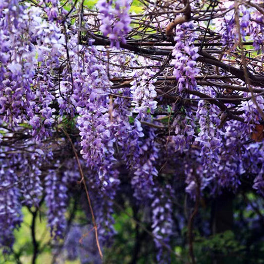 20P Wisteria Purple Ornamental Vine Climber Seeds for Planting Home Garden Indoors or Outdoors