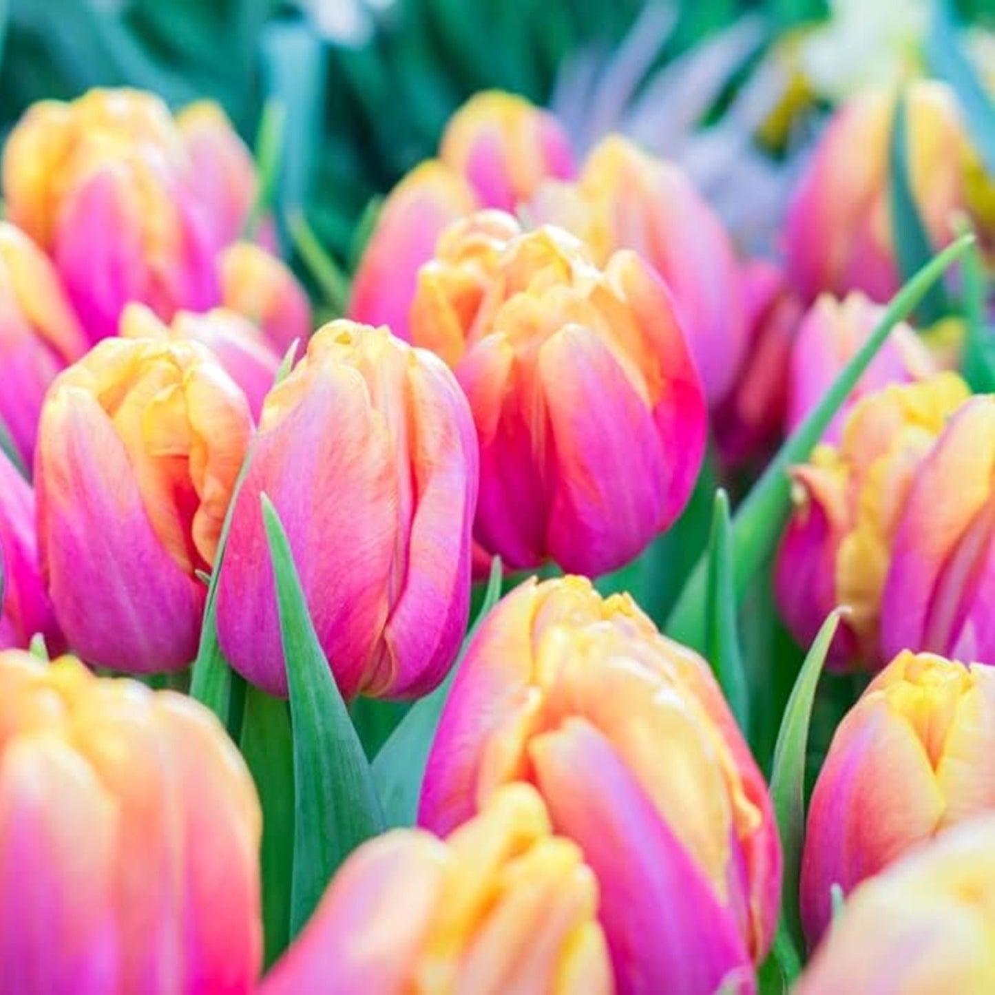 10 Pink Passion Tulip Bulbs for Planting - Easy to Grow - Tulip Bulbs Zones 3-8 - Gift for Lover, or Grow Yourself - Perennial Flowers