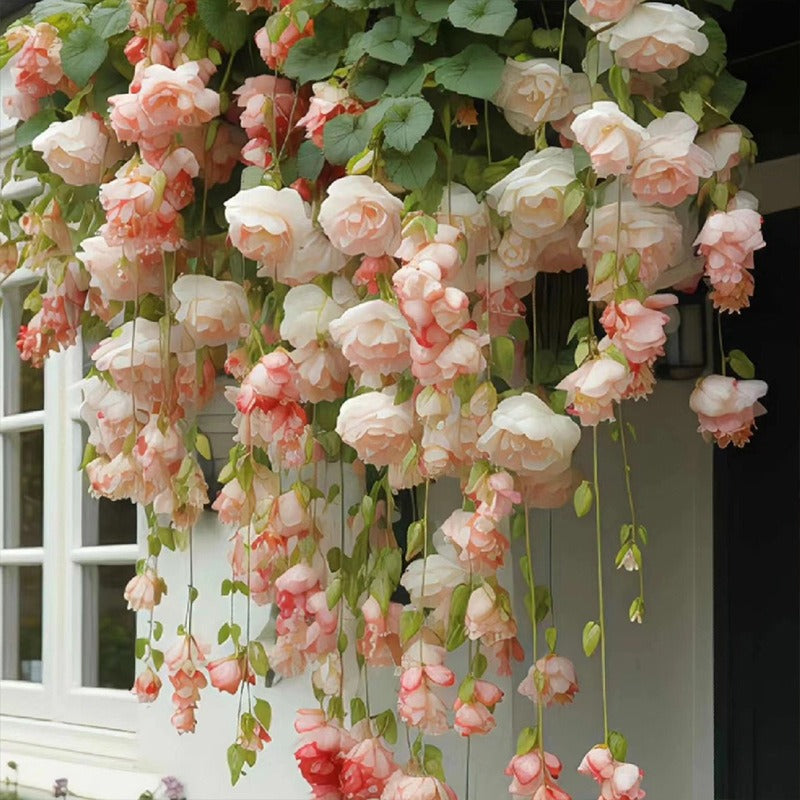 hanging silk apple flower seeds seeds climbing plants easy to live plants yearround planting planting germination indoor and outdoor plants flowers