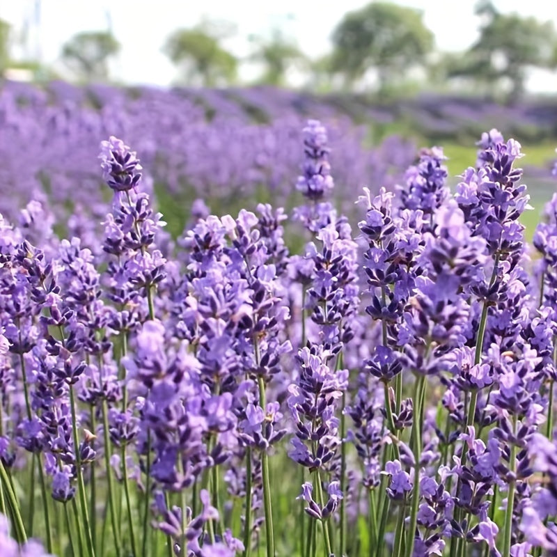 Lavender Flowering Seed for Planting Potted Plant Everblooming Flowering Species Plant Flower Balcony Garden