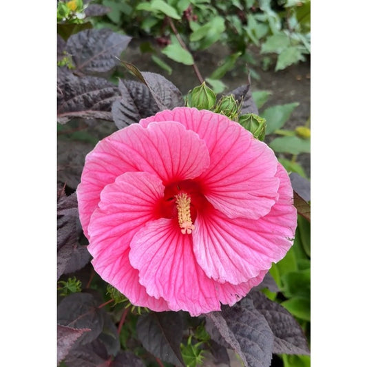 100 Pcs Mixed Hibiscus Seeds Giant Flowers Perennial Flower