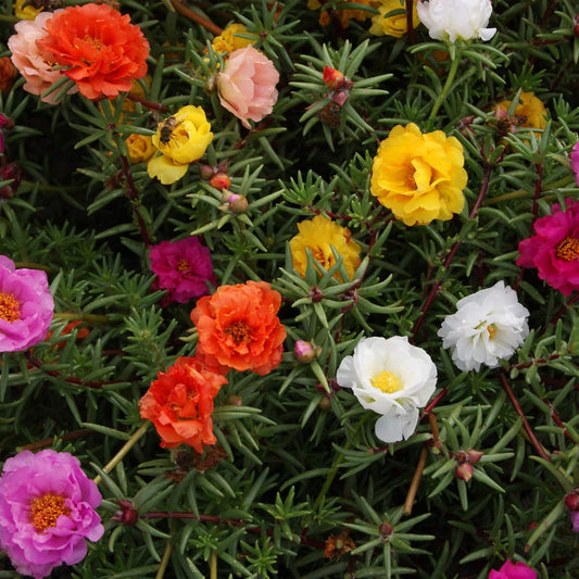 10000+ Mixed Moss Rose Seeds - HOA Mi Gi - AKA. Portulaca Grandiflora Mix, Moss-Rose Purslane, Eleven O'clock, Mexican Rose, Sun Rose, Rock Rose, Heat & Drought Tolerant