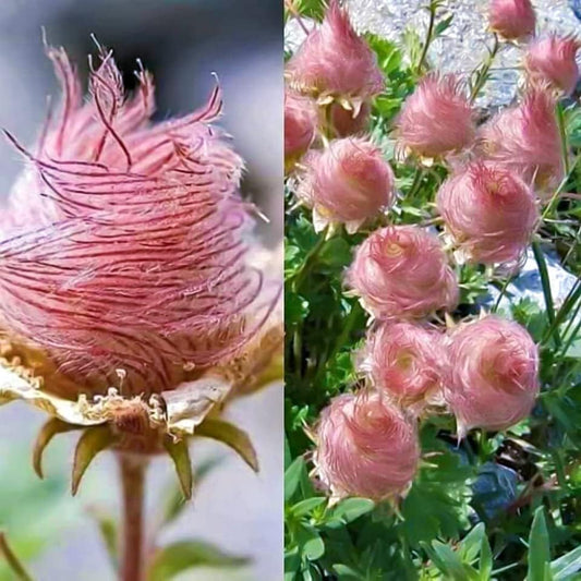 Prairie Smoke Seeds - 10 Seeds to Grow - Made in USA, Ships from Iowa. Rare and Hard to Find Geum triflorum Seeds