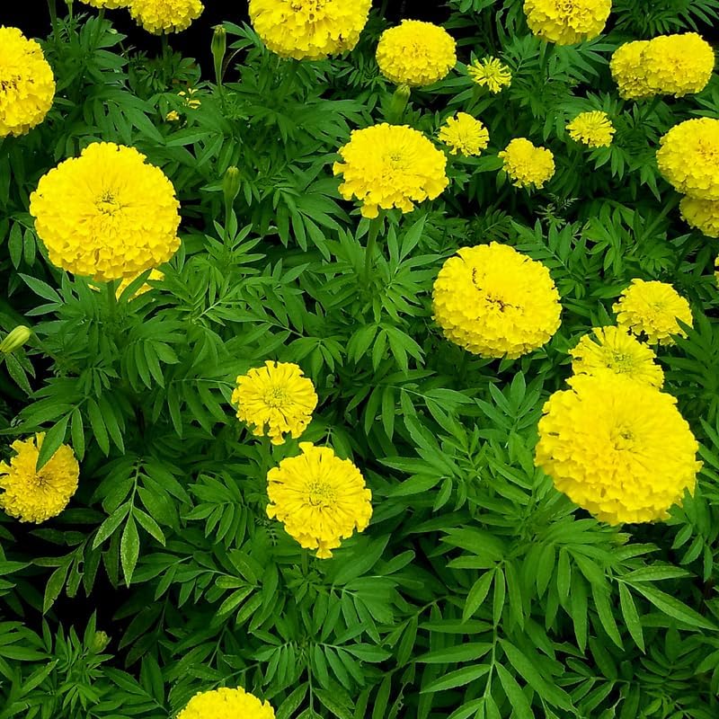 Marigold Seeds for Planting Mix Marigold Flower Seeds to Grow Indoor Outdoor Garden