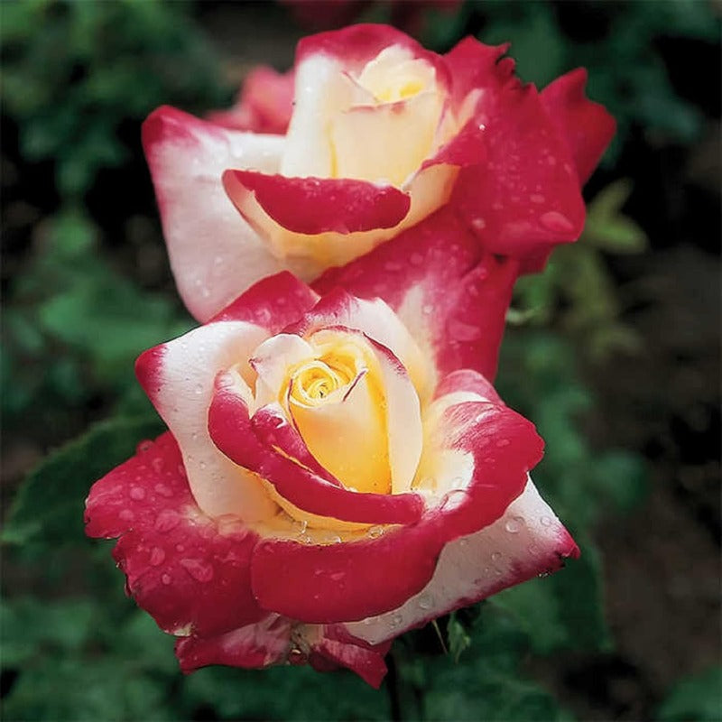 GARDEN Hybrid Tea Rose SeedRosa Double DelightShrub Roses Seeds Ornamental Flowering Shrub Plant Red White Lovely Flowers Great Bicolour Flower