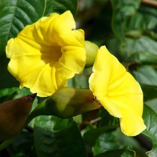 Rare Yellow Morning Glory Seeds for Planting Outdoors Seeds Beautiful Morning Glory Flowers Perennial Flower Creeping Climbing Vine Showy Garden Wildflower Great Houseplant Decor Balcony Yard