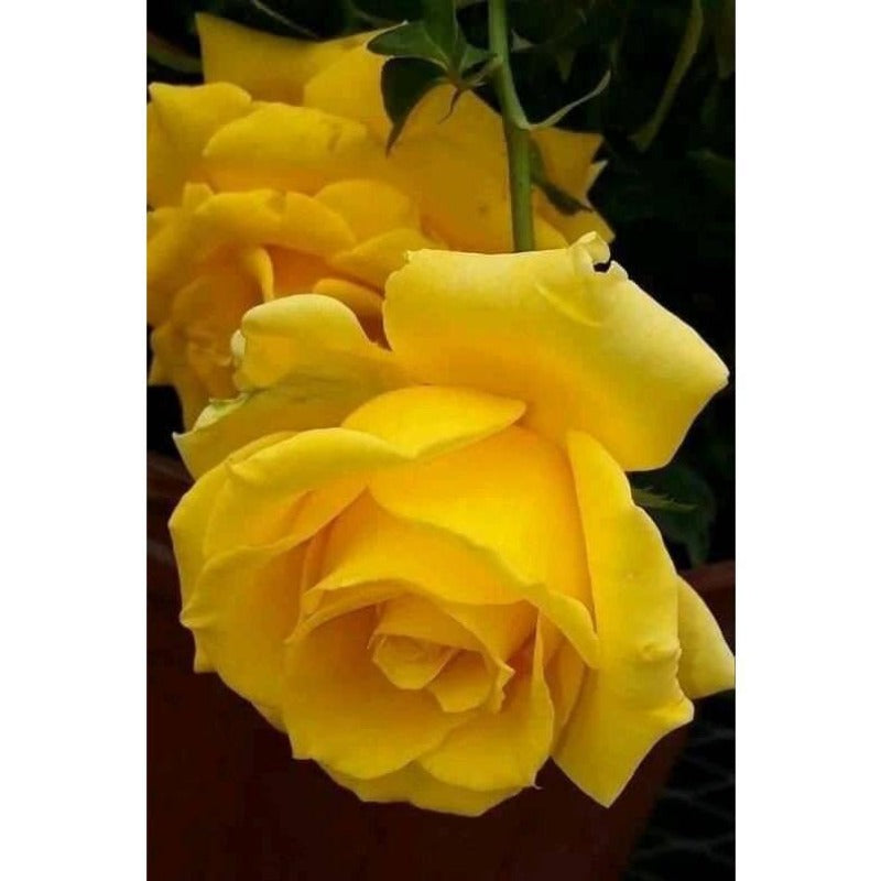 Yellow Rose Seeds 100 pcs