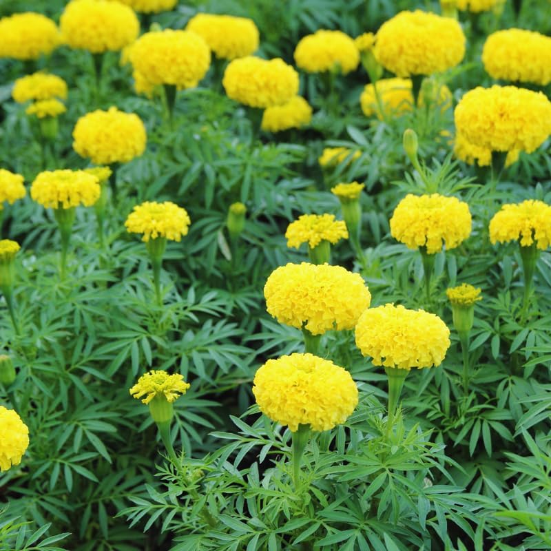 Marigold Seeds for Planting Mix Marigold Flower Seeds to Grow Indoor Outdoor Garden