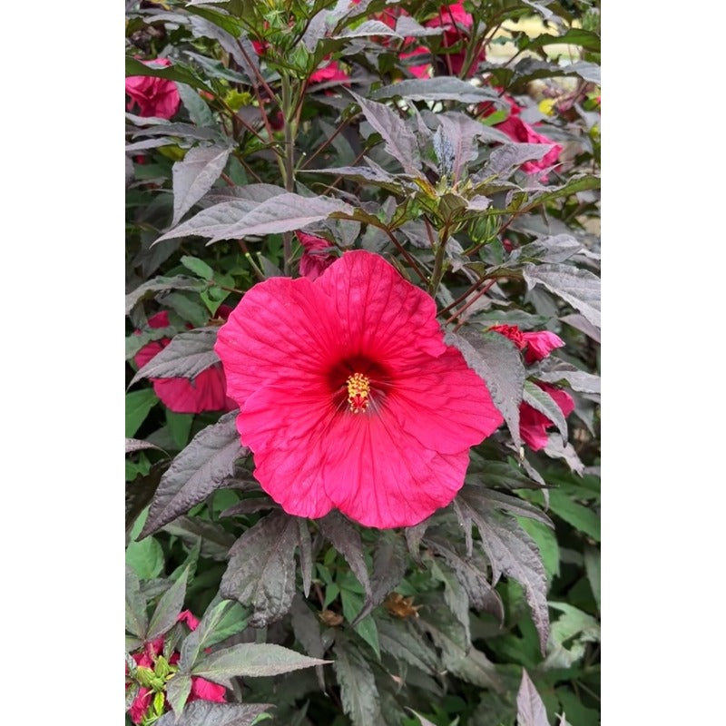 100 Pcs Mixed Hibiscus Seeds Giant Flowers Perennial Flower