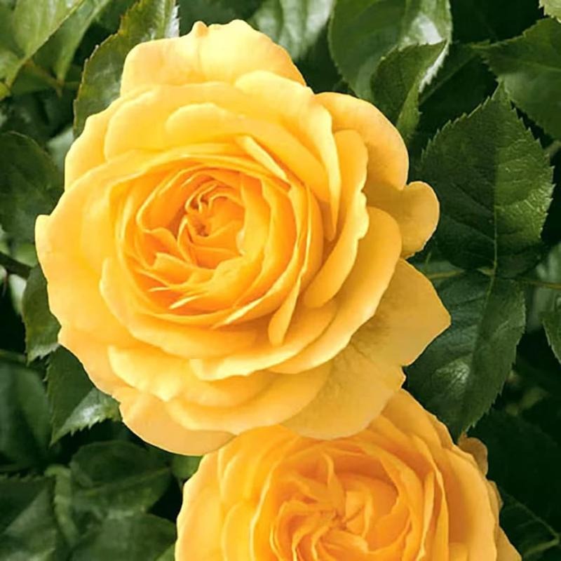 Yellow Rose Seeds 100 pcs