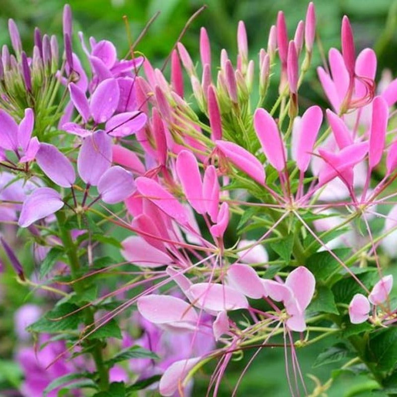 Drunken butterfly flower seeds