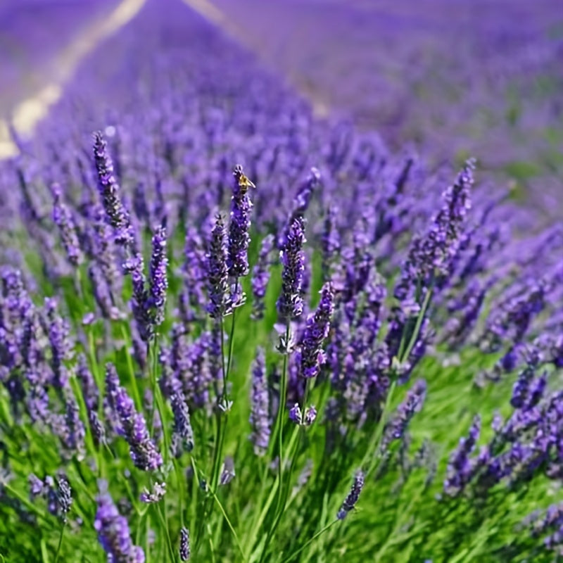 Lavender Flowering Seed for Planting Potted Plant Everblooming Flowering Species Plant Flower Balcony Garden