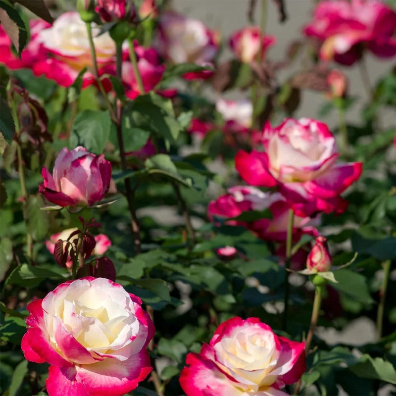 GARDEN Hybrid Tea Rose SeedRosa Double DelightShrub Roses Seeds Ornamental Flowering Shrub Plant Red White Lovely Flowers Great Bicolour Flower